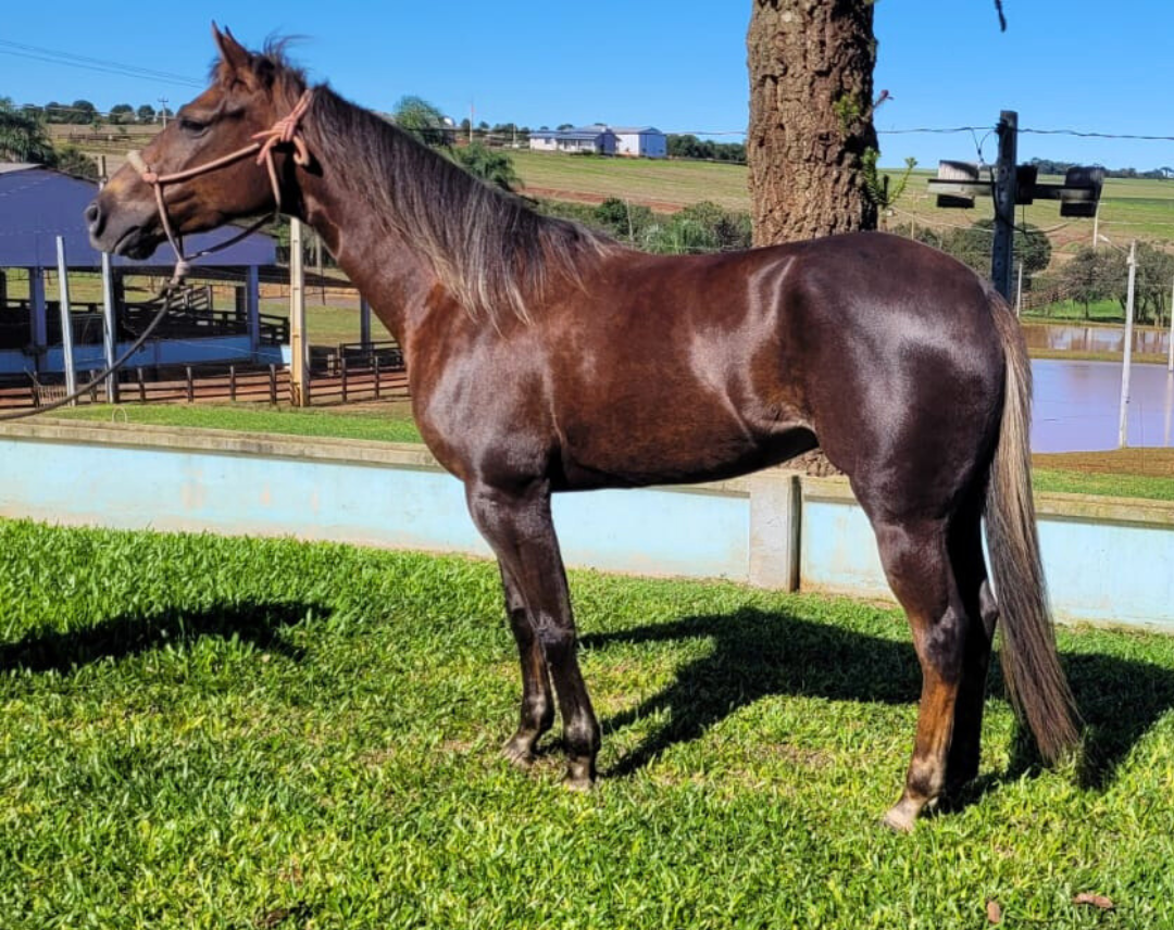 Cavalos à venda - Rural Sem Fronteiras